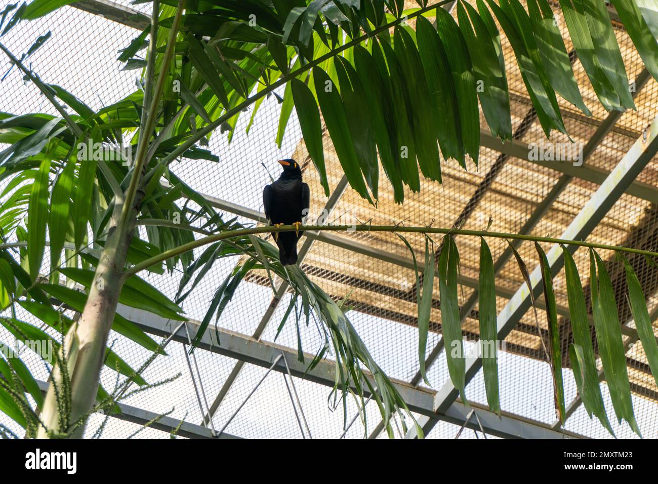 Un perchoir mystérieux : un petit oiseau noir sur une branche d'arbre parmi les feuilles vertes Banque D'Images