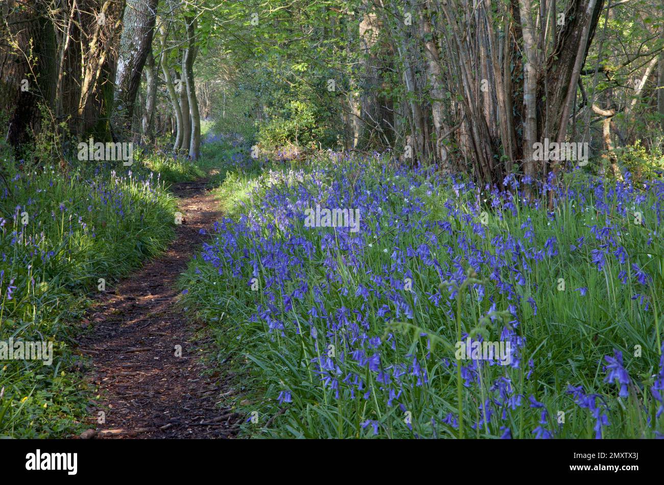 Bluebells à Compton Wood, près du village de Compton Chamberlayne dans le Wiltshire. Banque D'Images