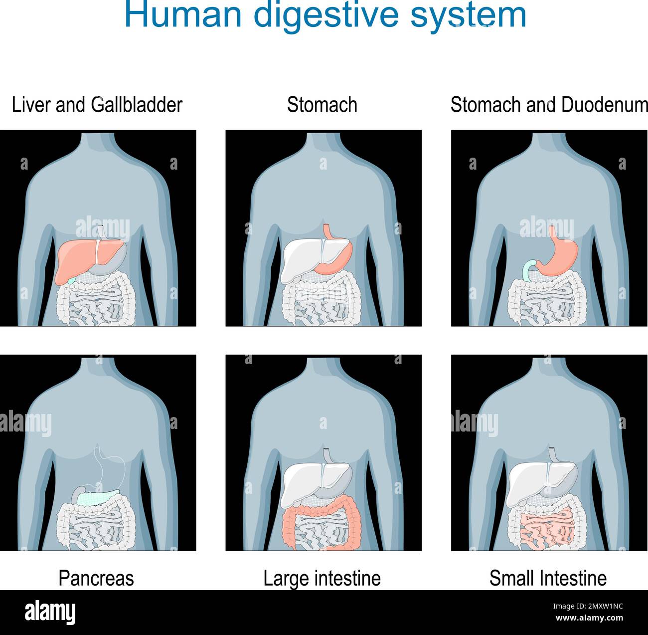 Système digestif. Définissez les icônes avec les organes internes mis en surbrillance sur la silhouette humaine sombre. Anatomie humaine. schéma de l'emplacement des organes Illustration de Vecteur