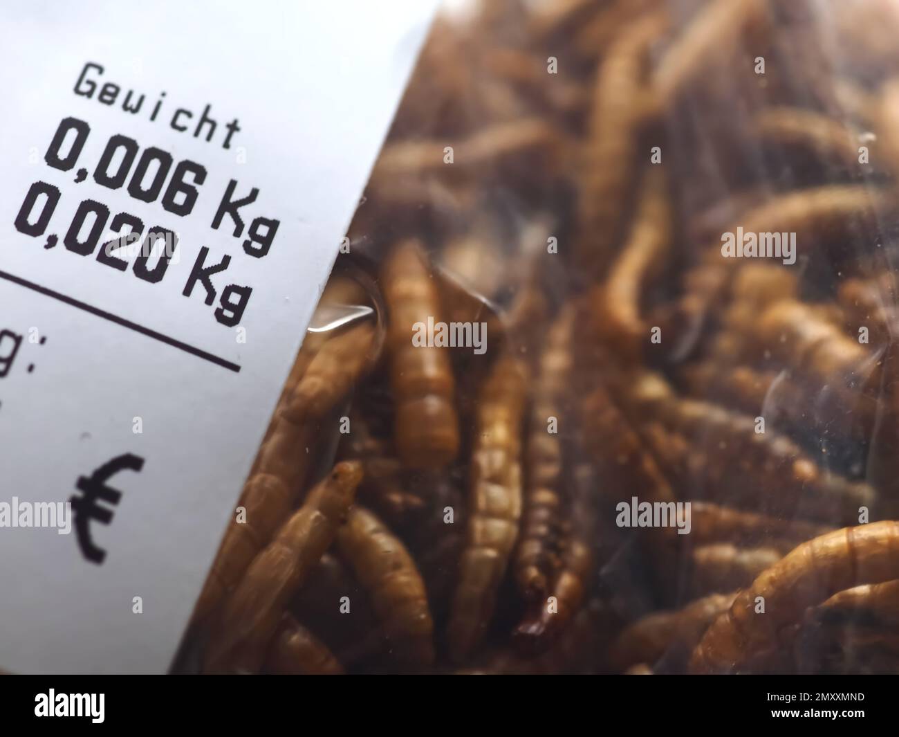 Mealworms approuvé comme nourriture humaine Banque D'Images