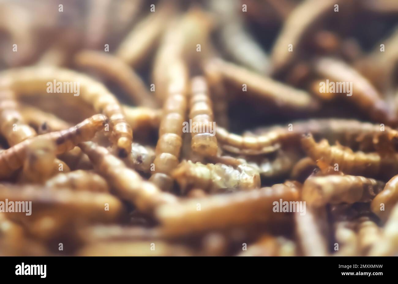 Mealworms approuvé comme nourriture humaine Banque D'Images