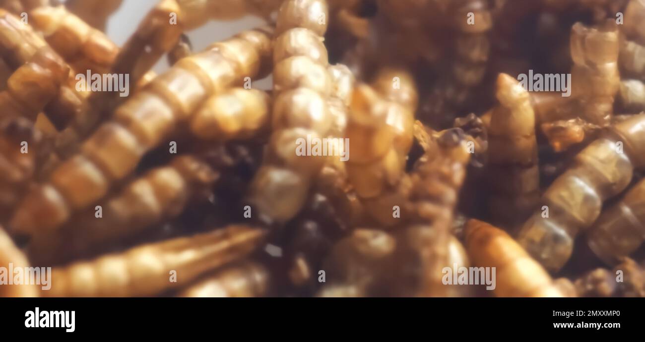 Mealworms approuvé comme nourriture humaine Banque D'Images