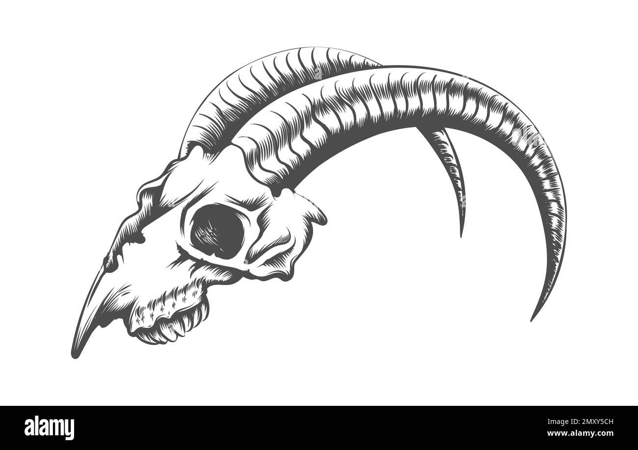 Tatouage de crâne de chèvre dessiné en style gravure isolé sur fond blanc. Illustration vectorielle. Illustration de Vecteur