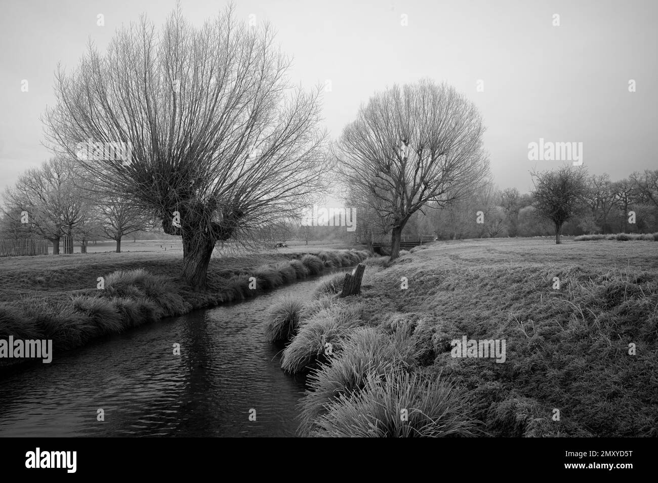 Scène hivernante d'un ruisseau à Richmond Park, Londres Banque D'Images