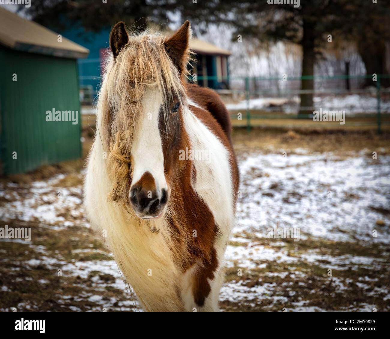 Un cheval, avec une manie tressée, se dresse sur un terrain enneigé dans un ranch près de Manitowoc, Wiscoonsin. Banque D'Images