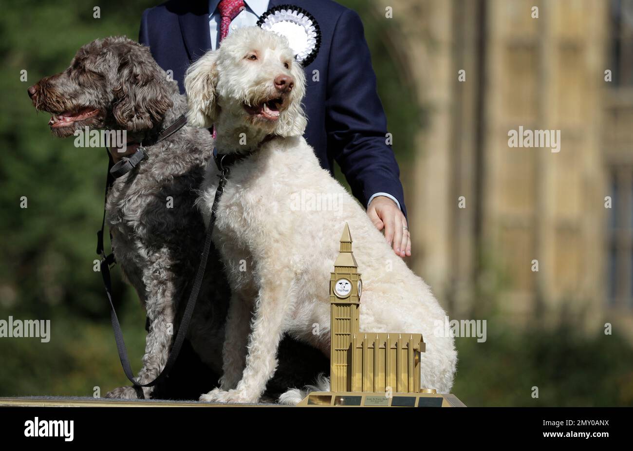 Jonathan Reynolds and his labradoodles Clinton, right, and Kennedy, left, pose for a picture after winning Westminster Dog of the Year competition, in London, Thursday, Sept. 8, 2016. The annual competition is open to all parliamentarians' dogs, and to promote responsible dog ownership and develop a partnership on dog welfare issues. (AP Photo/Kirsty Wigglesworth) Banque D'Images
