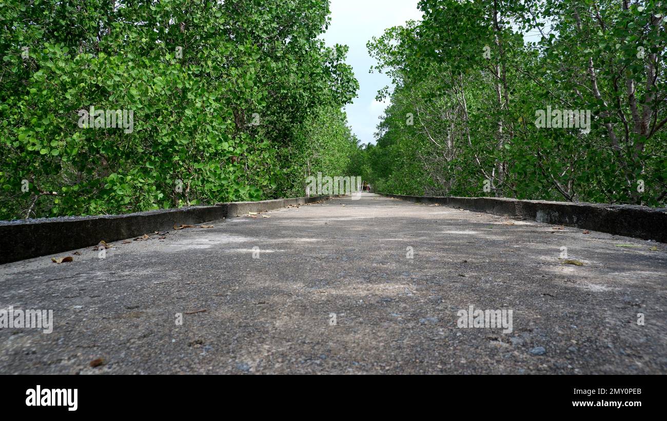 Une surface de jetée en béton a été protégée dans la forêt verte d'Avicennia Marina, dans le village de Belo Laut, prise d'Un angle inférieur en début de matinée Banque D'Images