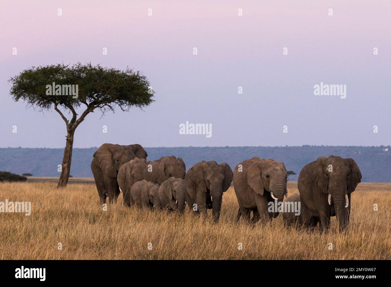 Diverses scènes de la faune Banque D'Images