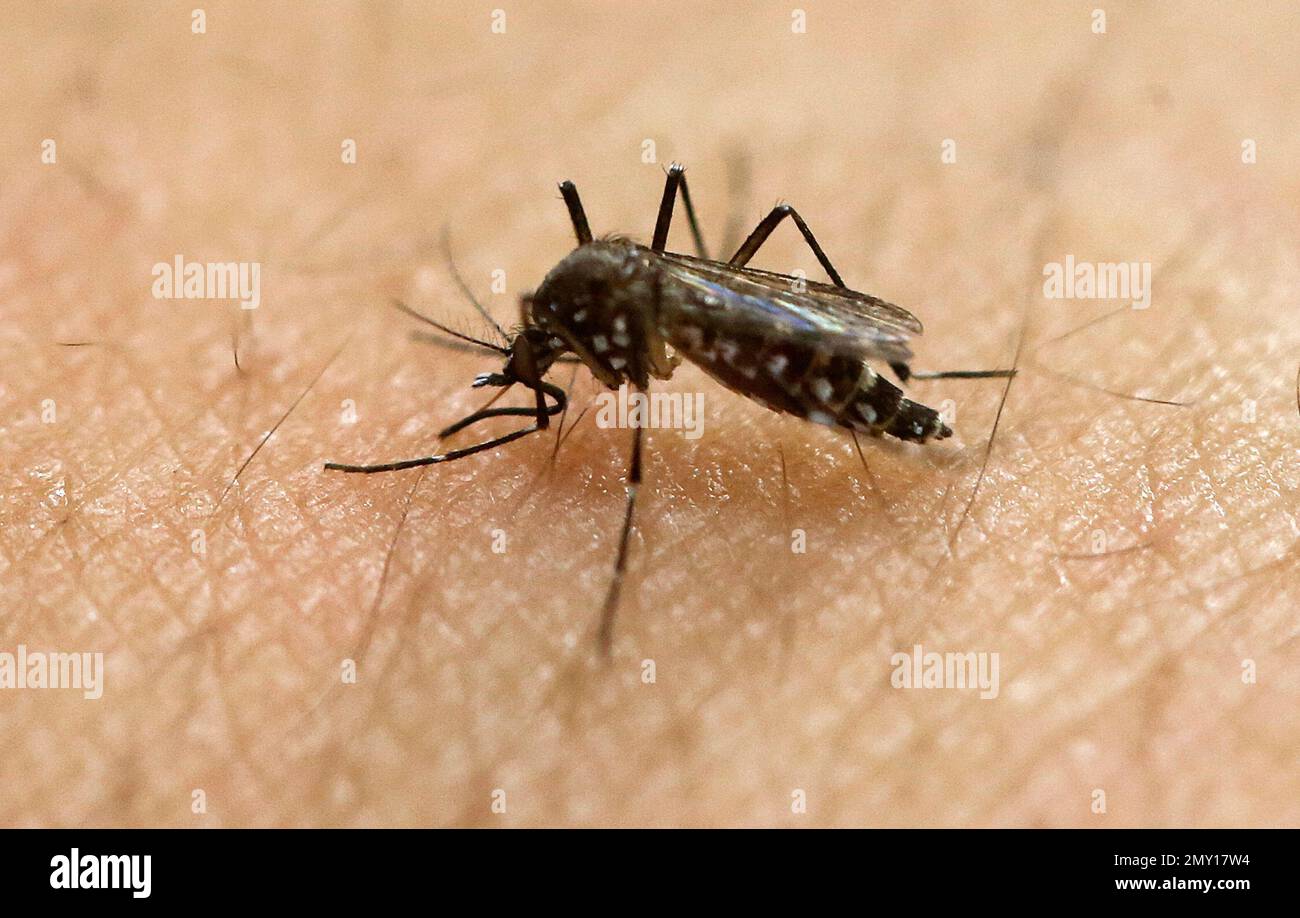 FILE - In this Jan. 18, 2016, file photo, a female Aedes aegypti mosquito, known to be a carrier of the Zika virus, acquires a blood meal on the arm of a researcher at the Biomedical Sciences Institute of Sao Paulo University in Sao Paulo, Brazil. The World Health Organization said Friday Sept. 2, 2016, that the outbreak of Zika remains an international health emergency and noted the virus is continuing to infect new countries. (AP Photo/Andre Penner, File) Banque D'Images