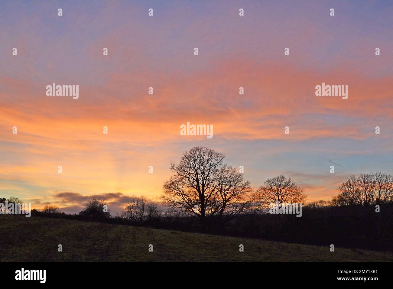 Nuage coloré de haute altitude vu du village d'IDE Hill, Weald of Kent, hiver au crépuscule lors d'une nuit d'hiver reflétant le coucher du soleil avec silhouette d'arbre Banque D'Images