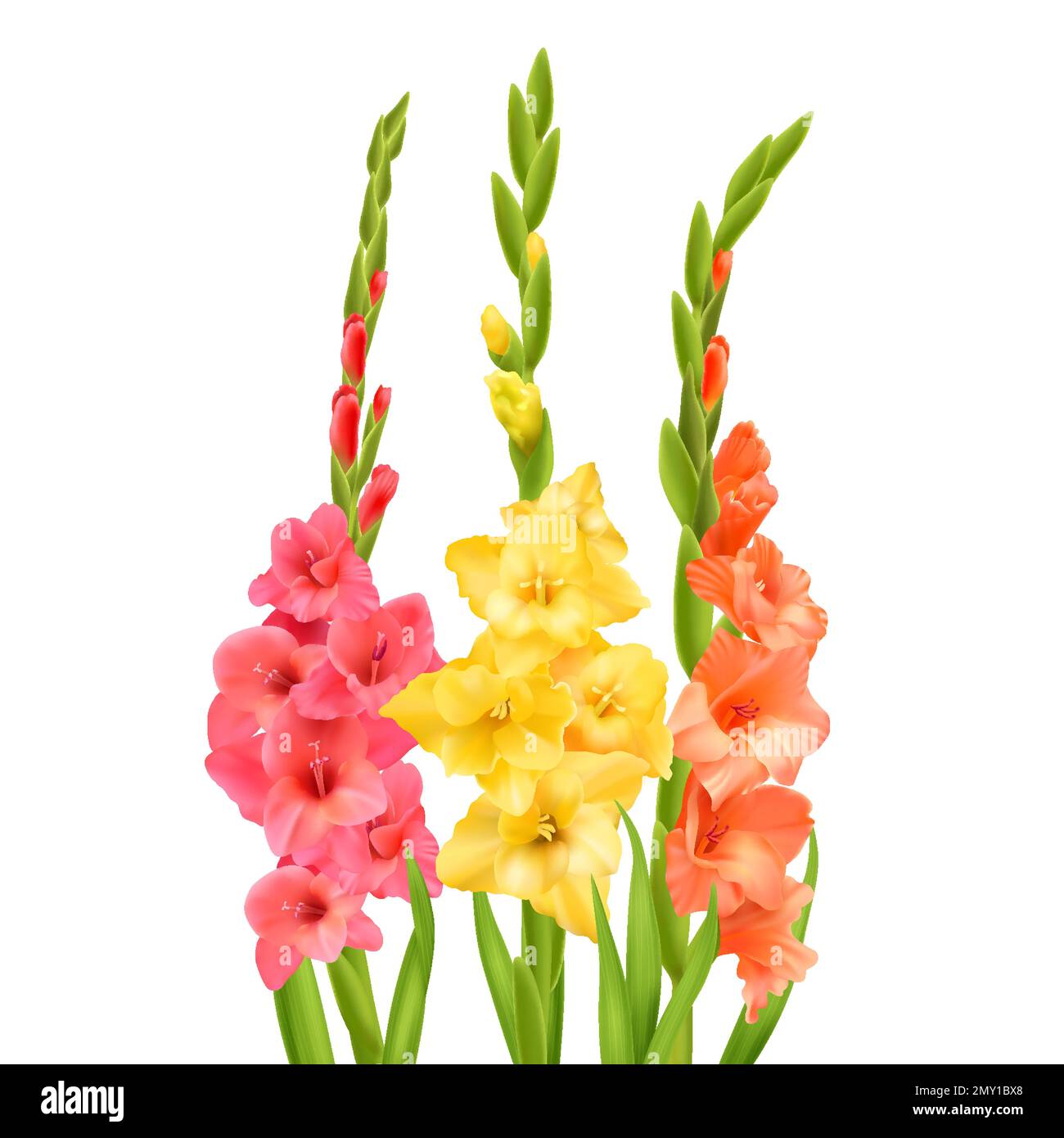 Gladiolus fleurs avec des bourgeons et des feuilles sur fond blanc illustration réaliste de vecteur Illustration de Vecteur