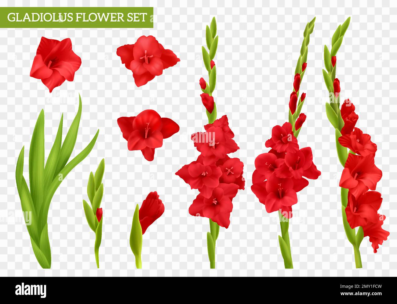 Jeu de gladiolus rouge réaliste avec fleurs et feuilles isolées sur une illustration vectorielle d'arrière-plan transparente Illustration de Vecteur