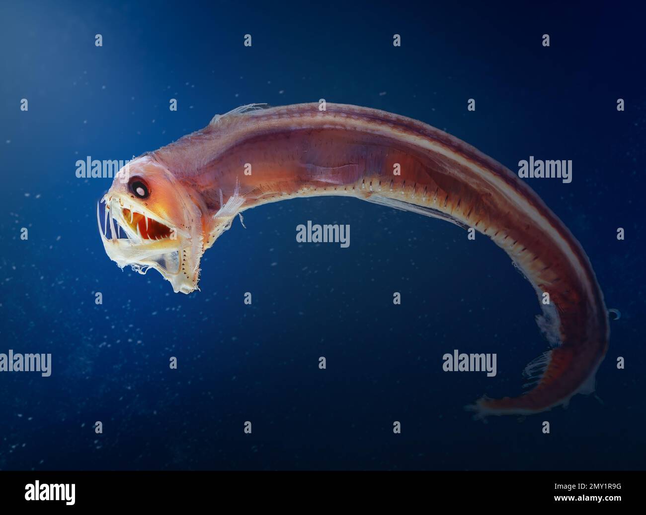 Sloane Viperfish (Chauliodus sloani) Banque D'Images