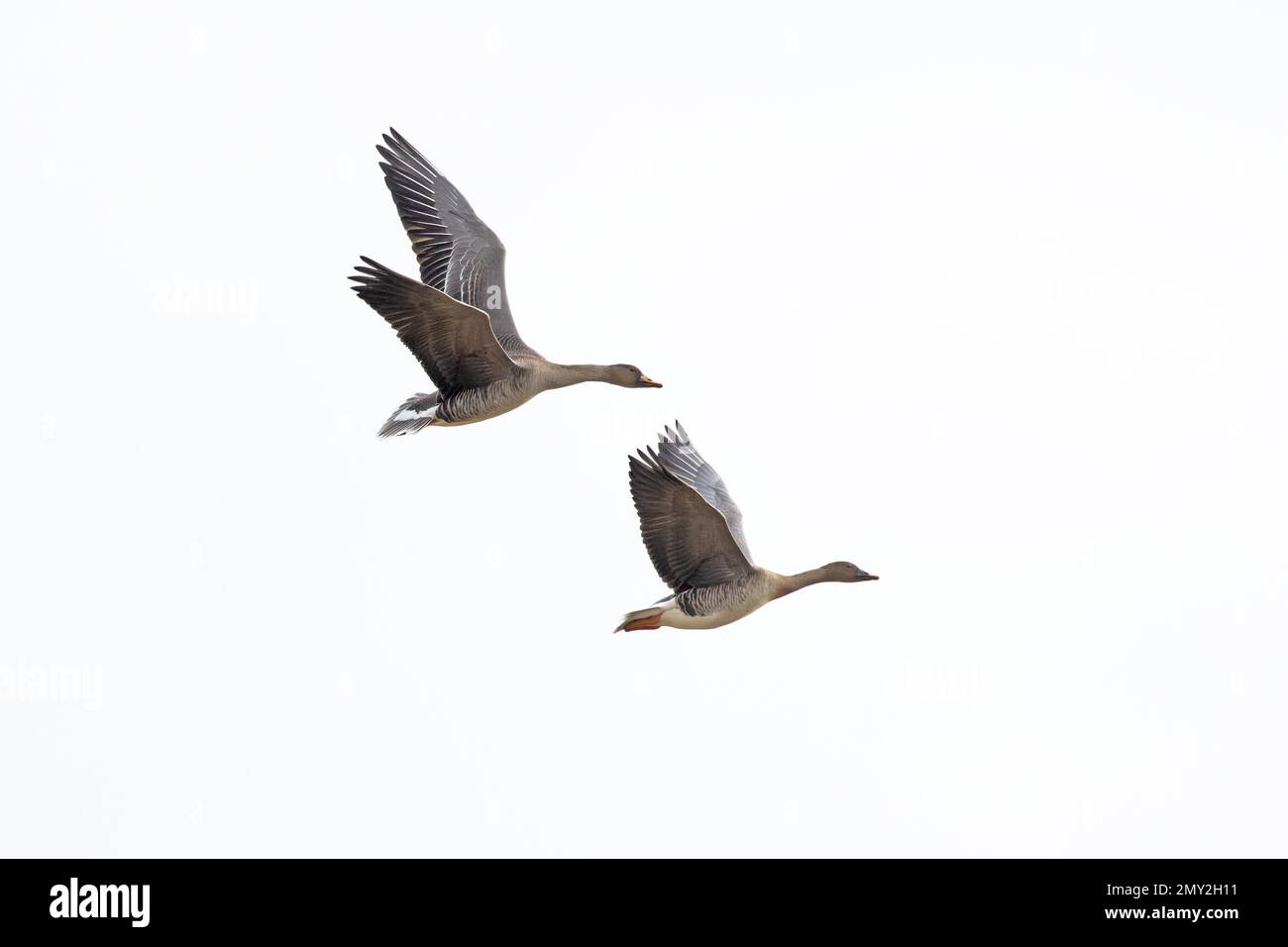 Taïga Bean Goose (Anser fabalis fabalis) Weybourne Norfolk UK GB février 2023 Banque D'Images