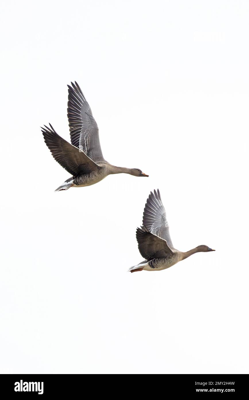Taïga Bean Goose (Anser fabalis fabalis) Weybourne Norfolk UK GB