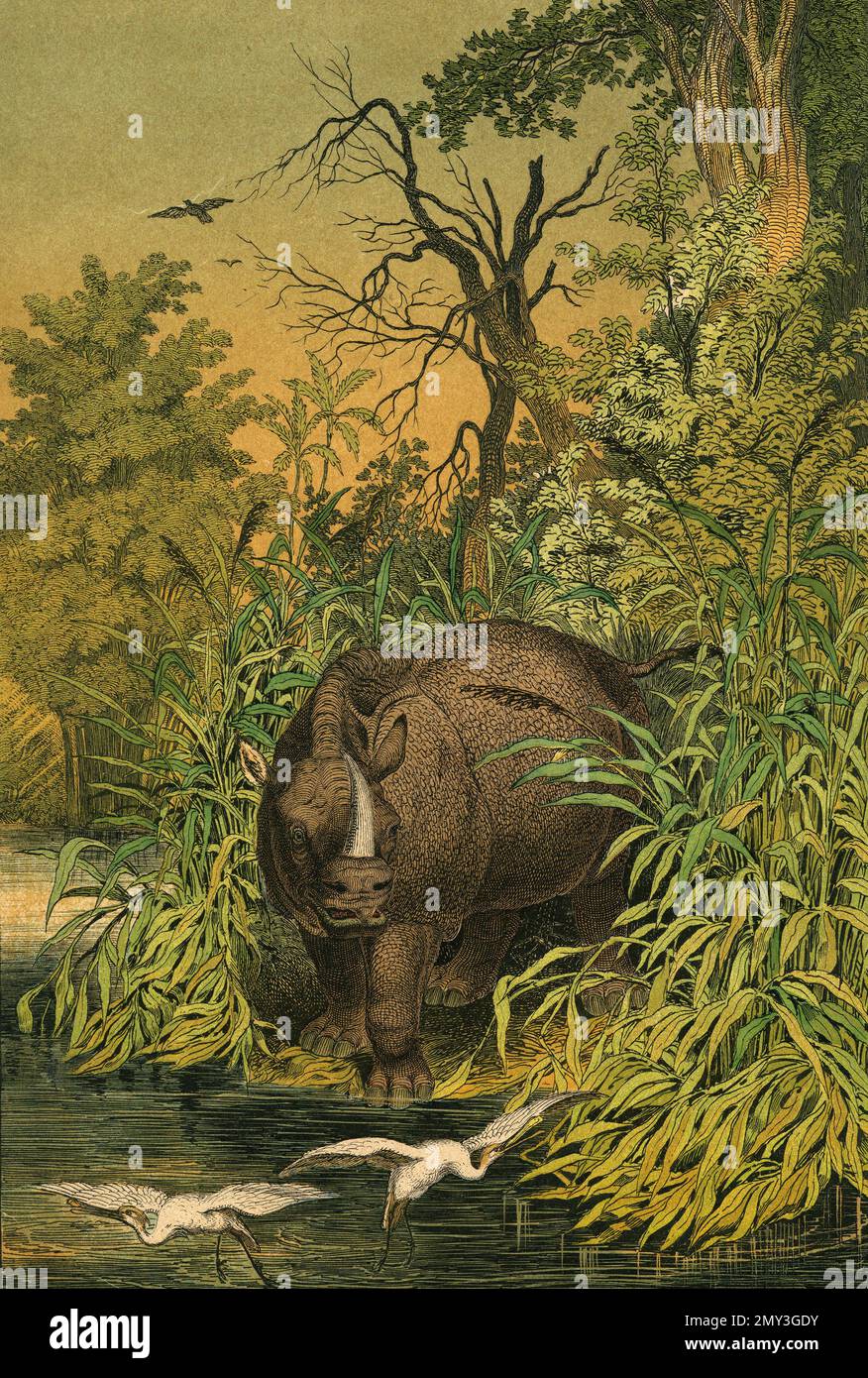 La vie animale dans les Indes orientales : Rhinosceros indien et oiseau blanc à bec blanc, illustration de couleur, le livre d'images instructif d'Adam White, 1868 Banque D'Images