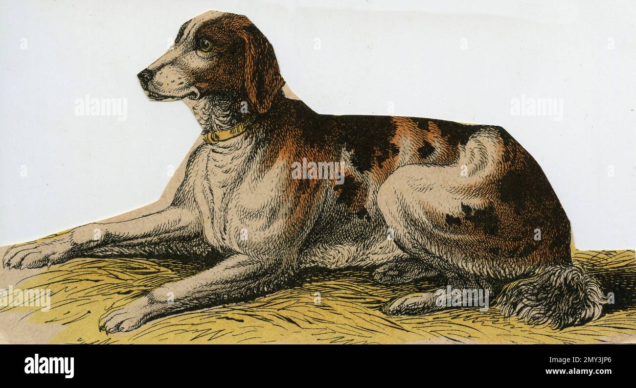 La vie animale en Europe: Chien de chasse, illustration de couleur, le livre d'images instructif d'Adam White, 1868 Banque D'Images