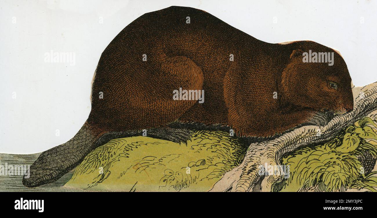 La vie animale en Europe : Beaver, illustration en couleur, le livre d'images instructif d'Adam White, 1868 Banque D'Images