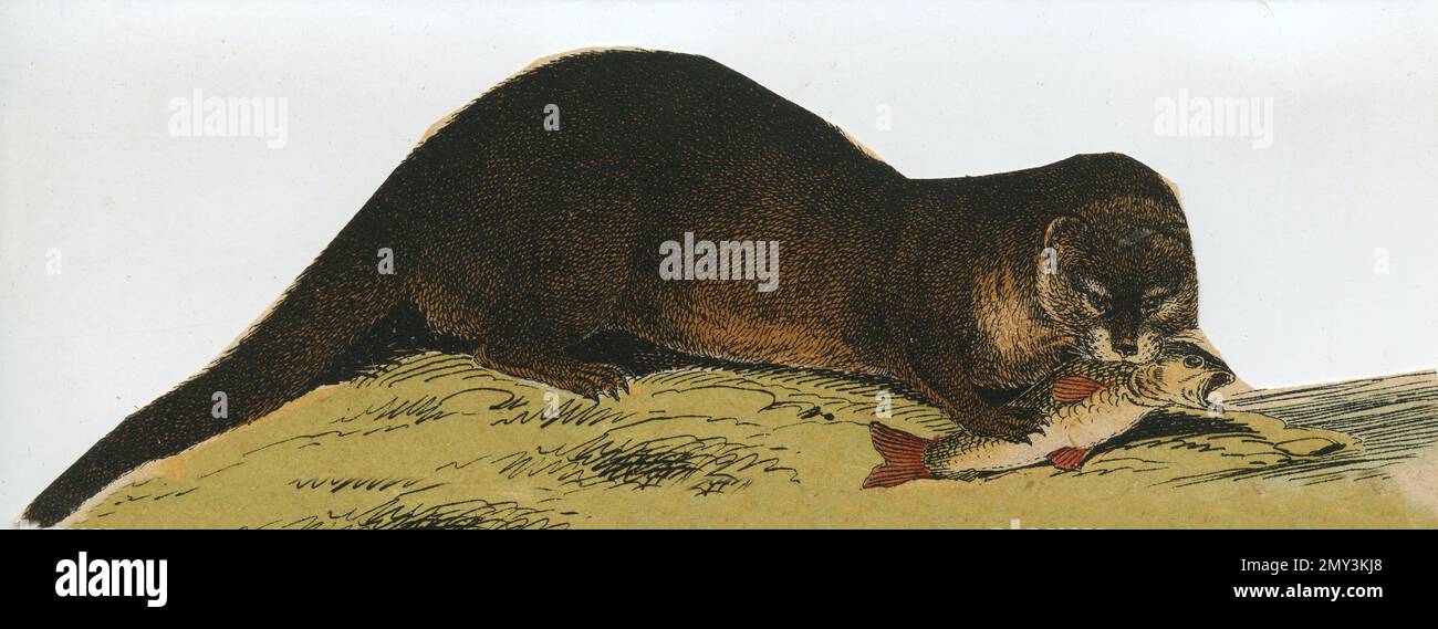 La vie animale en Europe : Otter, illustration en couleur, le livre d'images instructif d'Adam White, 1868 Banque D'Images