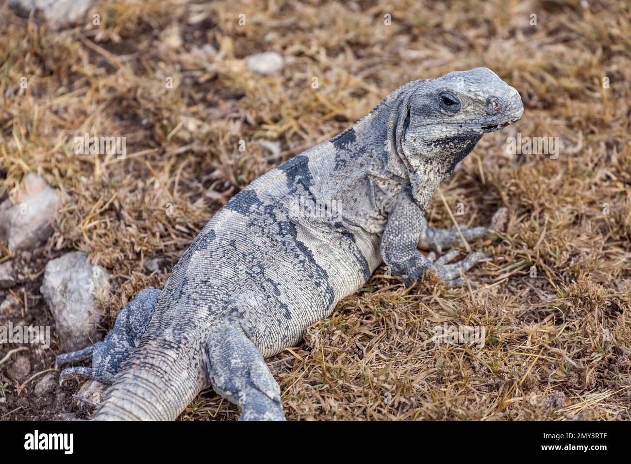 Iguane à queue épineuse noire, péninsule de Yucatán, Mexique Banque D'Images