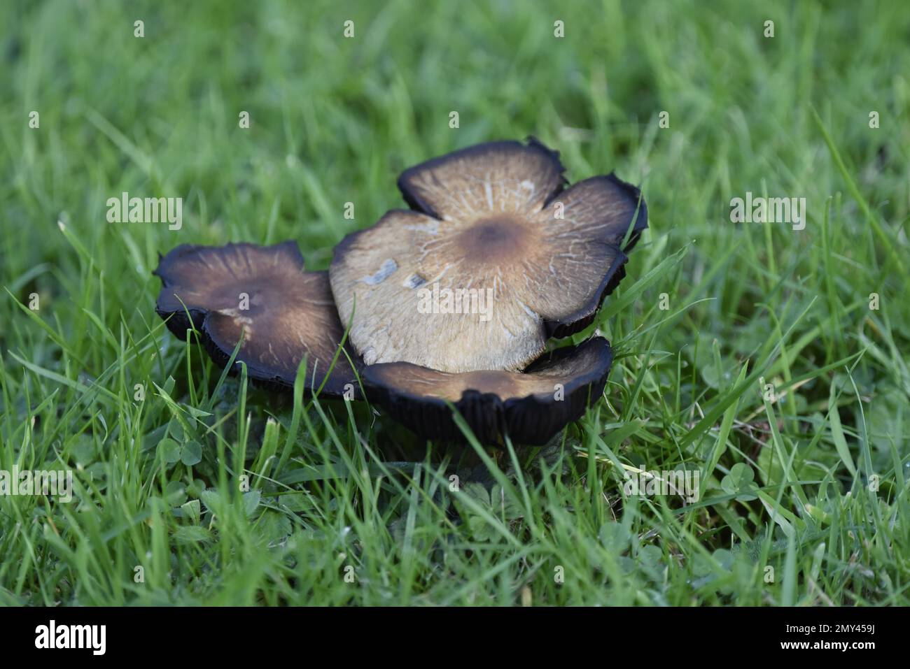 Image en gros plan d'un groupe de trois champignons des Prairies (Psathyrellaceae) entourés d'une herbe verte prise en octobre au centre du pays de Galles, au Royaume-Uni Banque D'Images