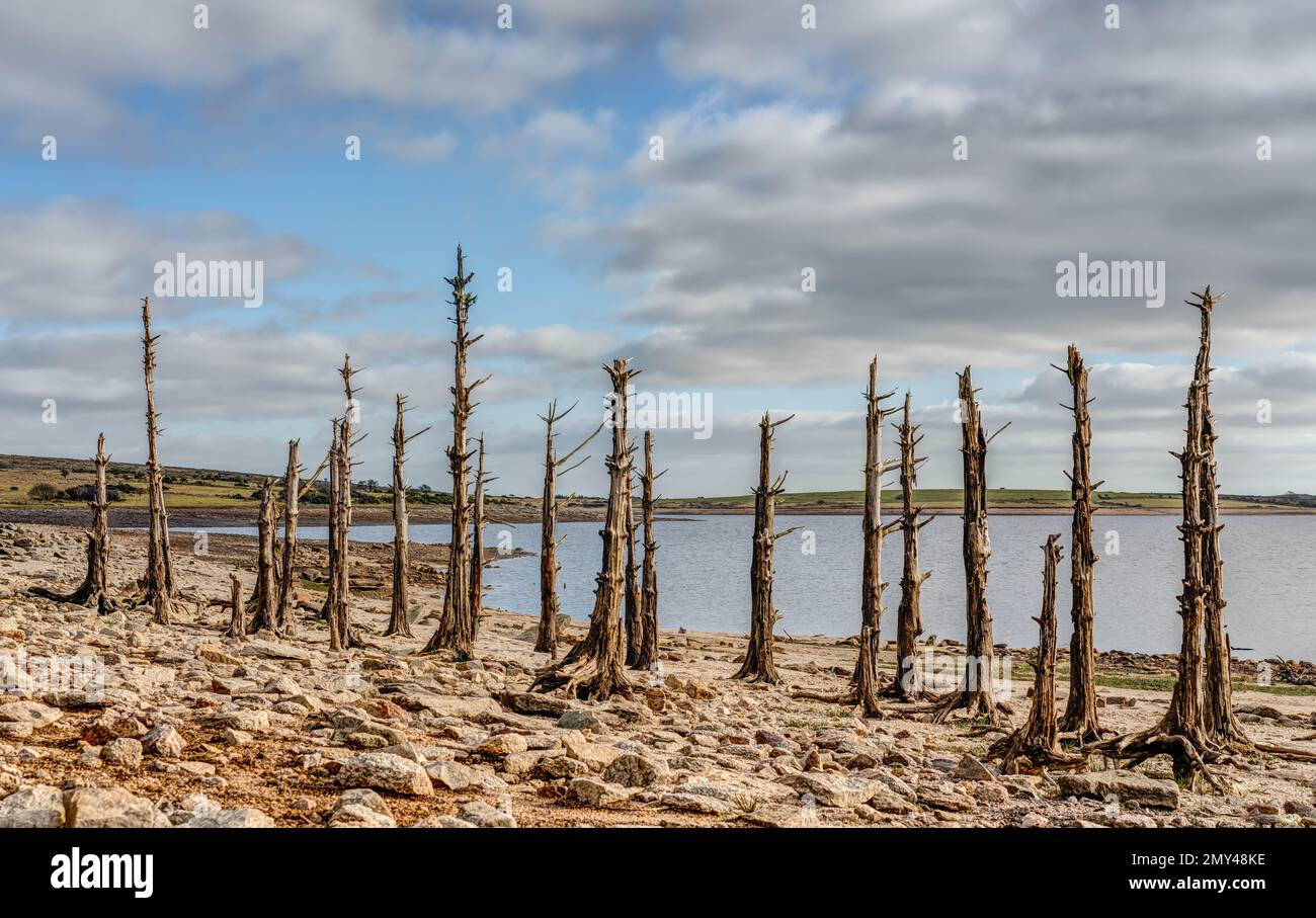 Conditions de sécheresse à la fin de l'hiver, le lac Colliford, sur la Moor Bodmin, à Cornwall. À des niveaux normaux, ces souches seraient couvertes d'eau potable. Banque D'Images