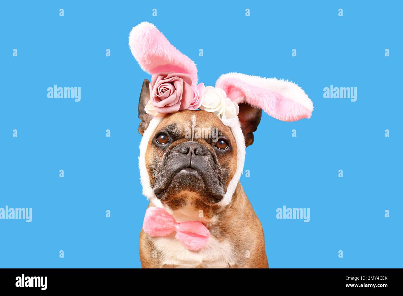 Chien Bulldog français portant un lapin de Pâques costume oreilles bandeau avec fleurs roses sur fond bleu Banque D'Images