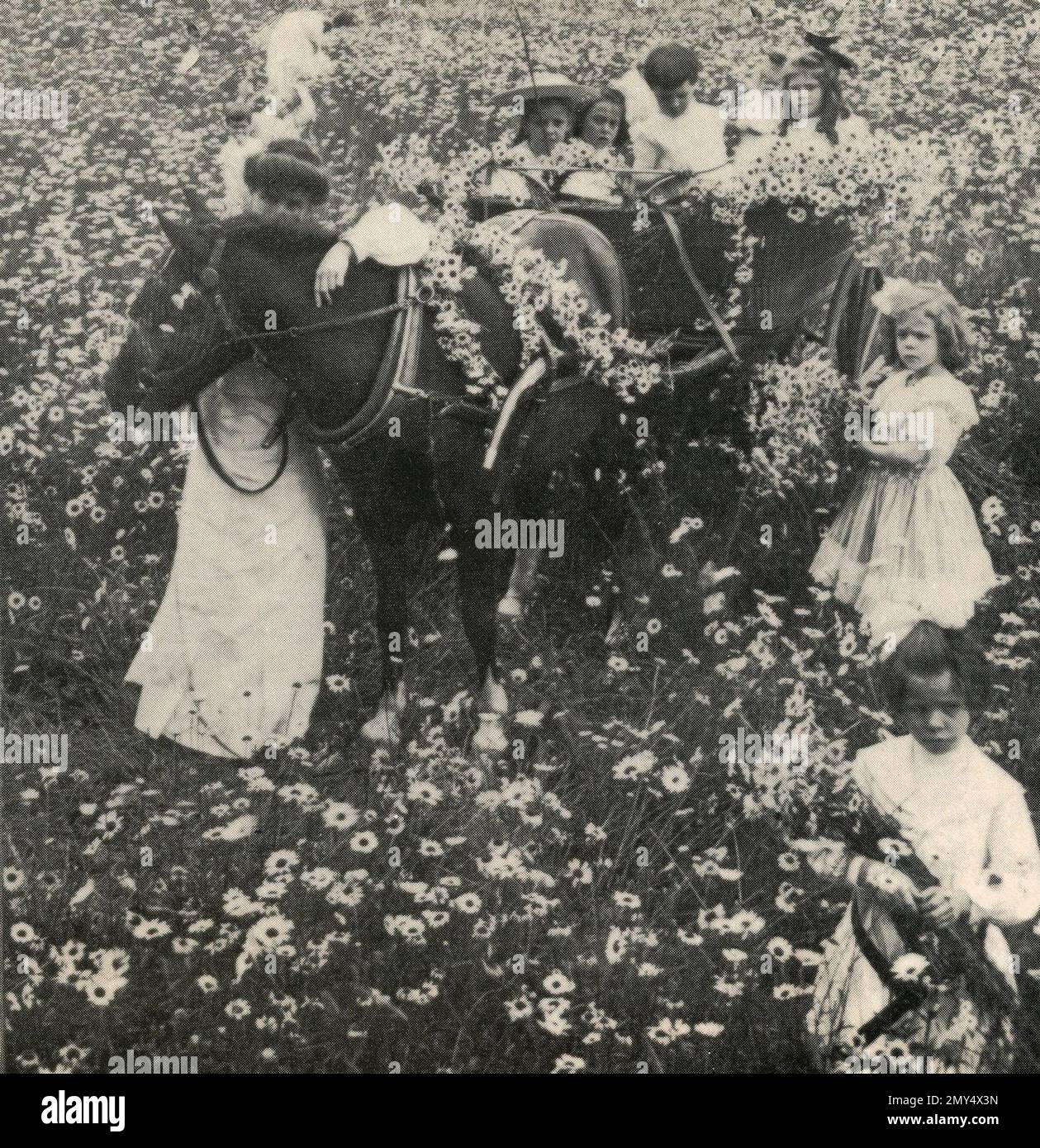 Un glorius mai-jour parmi les daises, 1900s Banque D'Images