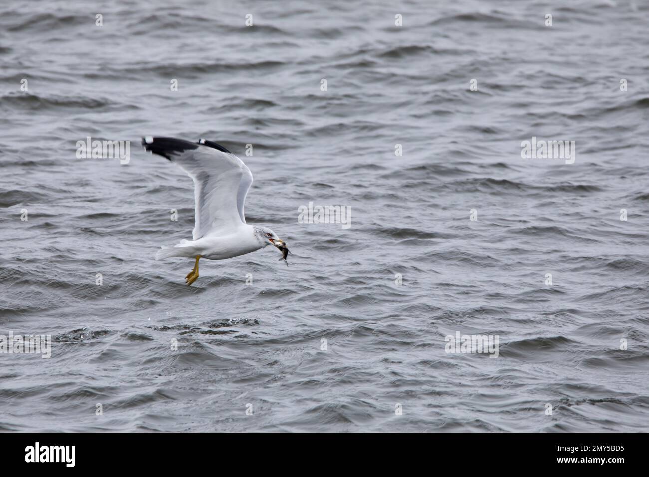 La Mouette à bec, Larus delawarensis, avec des poissons dans le bec survolant le fleuve Mississippi à Davenport, Iowa, lors d'une journée d'hiver. Banque D'Images