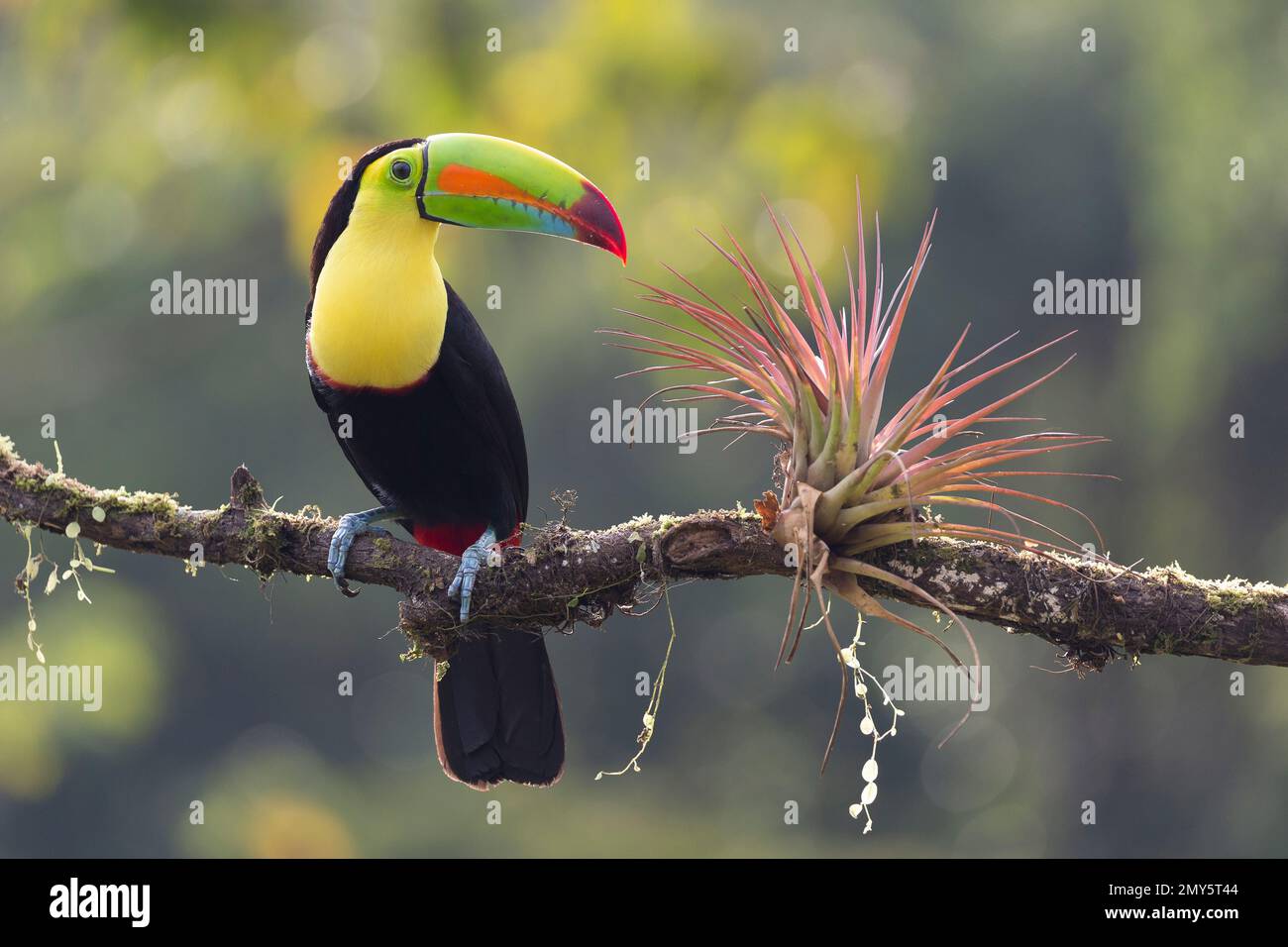 Animaux du Costa Rica Banque D'Images