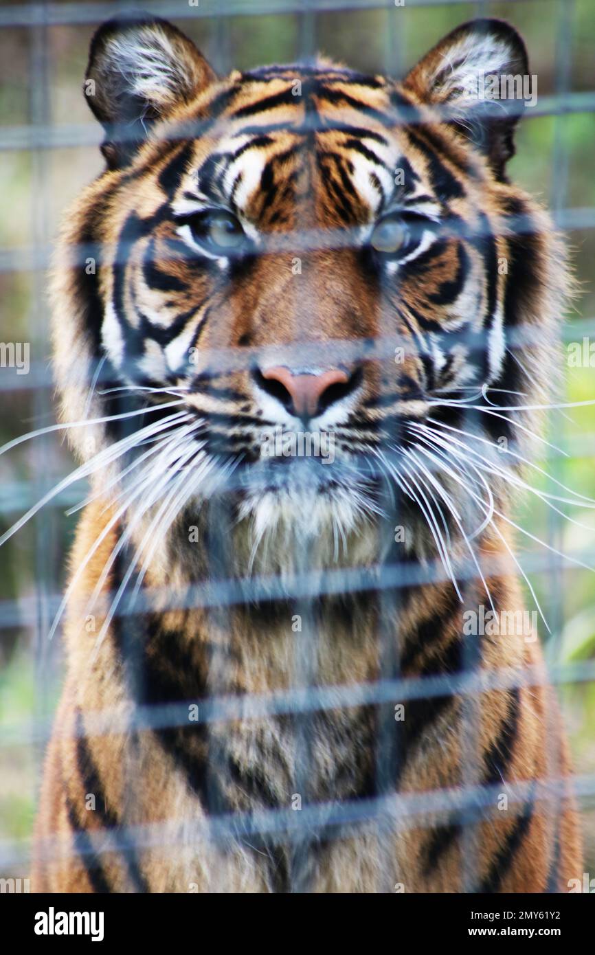 Sumatran Tiger en captivité au Royaume-Uni Banque D'Images
