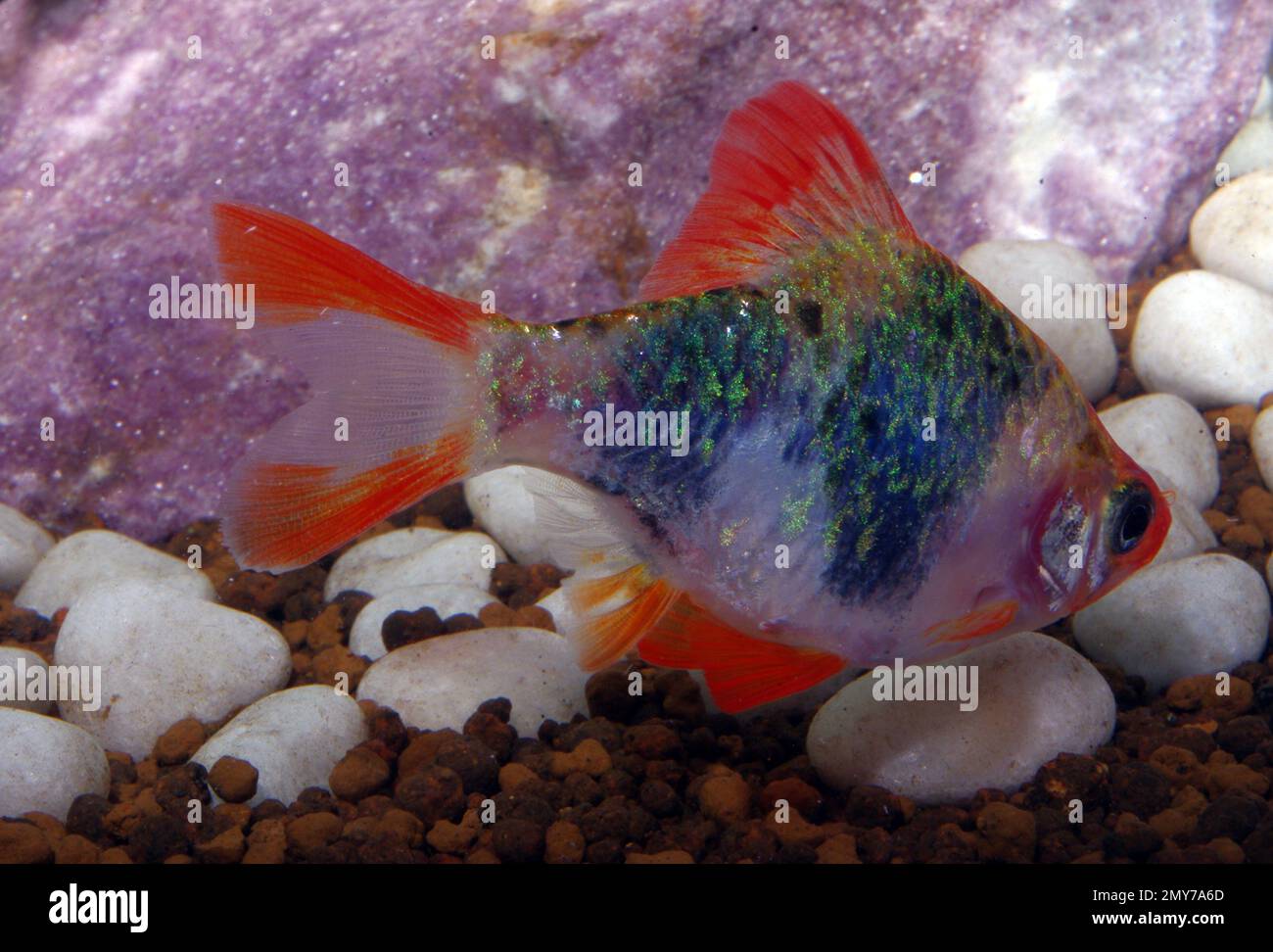 Tigre ou barbe de Sumatra, Puntigrus (Puntius) tétrazona var. Banque D'Images