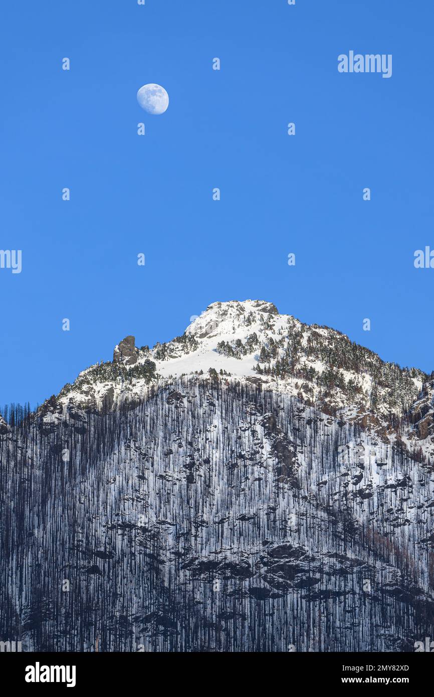 Lune dans le ciel bleu au-dessus de la cicatrice de feu de Bolt Creek et des montagnes Cascade avec de la neige d'hiver Banque D'Images