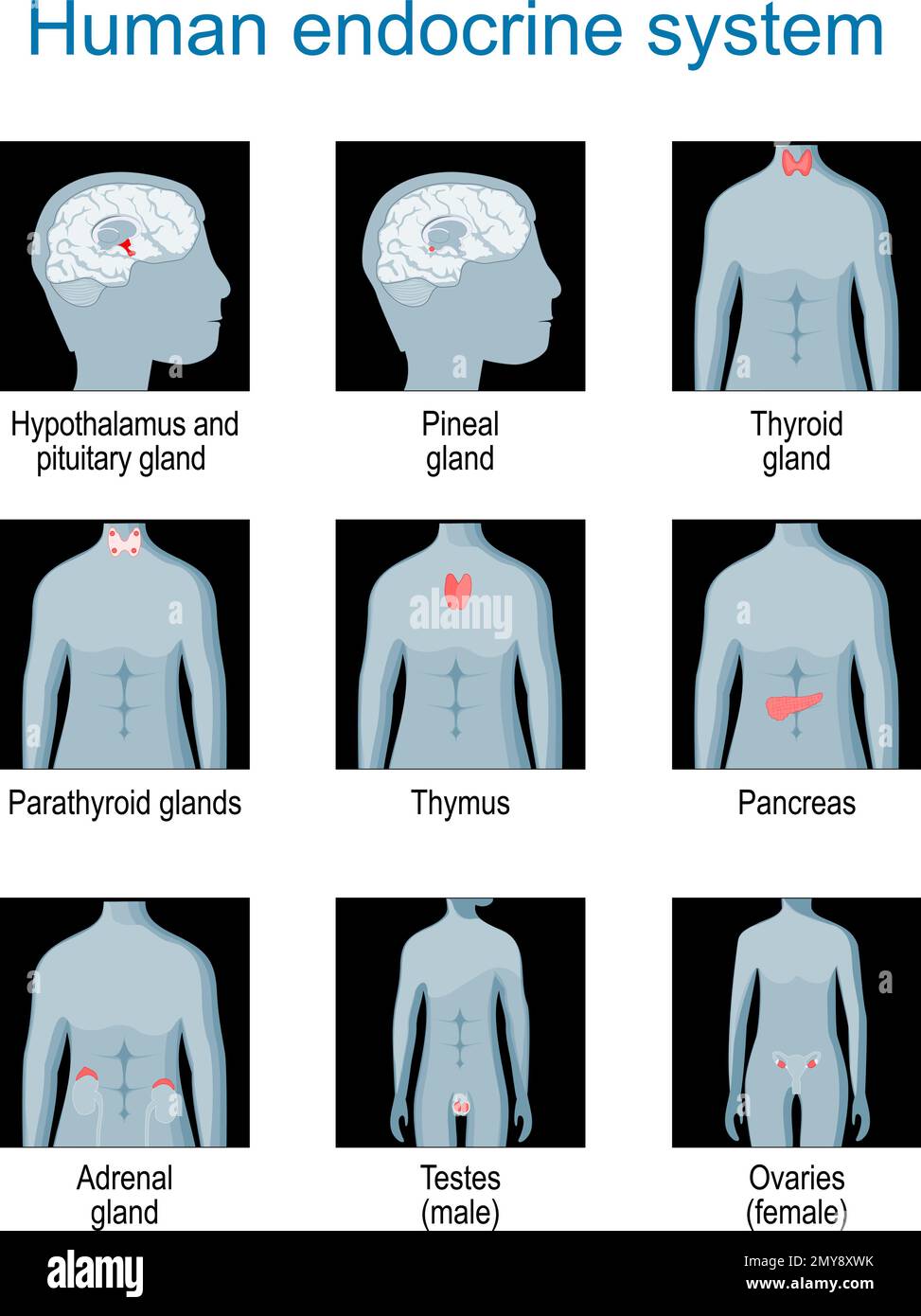 Système endocrinien (glande pituitaire, glande pinéale, testicule, ovaire, pancréas, thyroïde, thymus, glande surrénale). Définir les icônes. illustration à vecteur plat monochrome Illustration de Vecteur