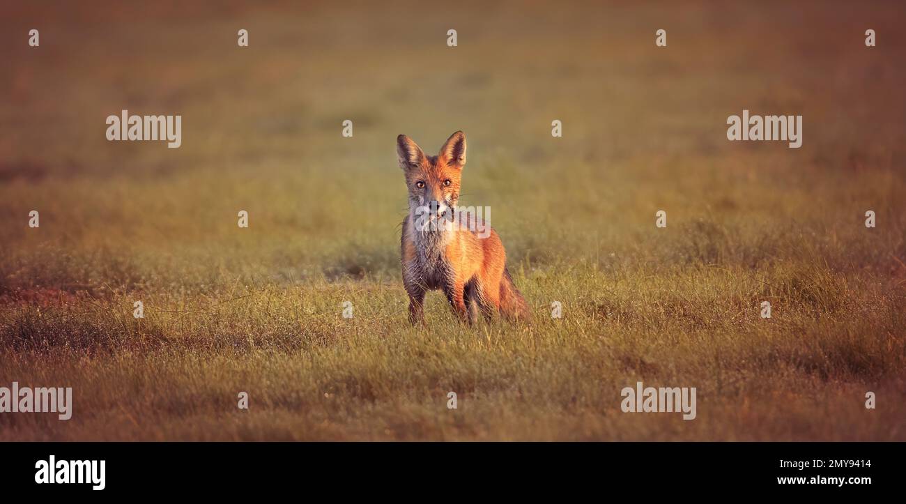 Renard rouge Vulpes il attrape une souris dans la prairie et regarda autour de la prise, la meilleure photo Banque D'Images