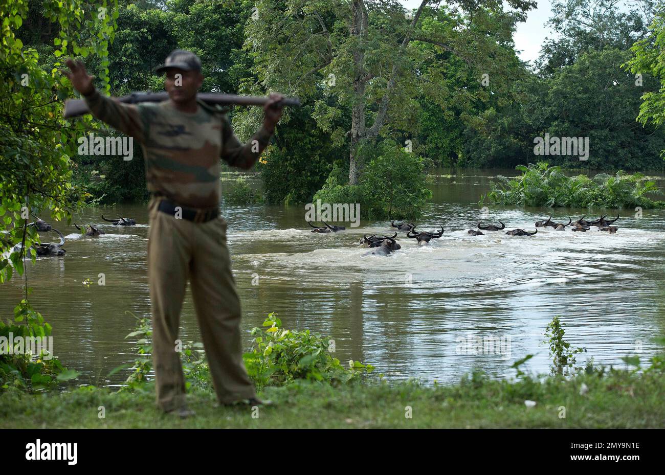 A forest gurad stops vehicles on a highway as wild buffalos swim in flood waters in search of high land in Kaziranga national park, east of Gauhati, northeastern Assam state, India, Tuesday, July 26, 2016. Heavy rains and floods have forced around 1.2 million to leave their water-logged homes. The Brahmaputra River and its tributaries were overflowing their banks in 18 of the state's districts, washing away roads and highways and toppling power pylons. (AP Photo/Anupam Nath) Banque D'Images