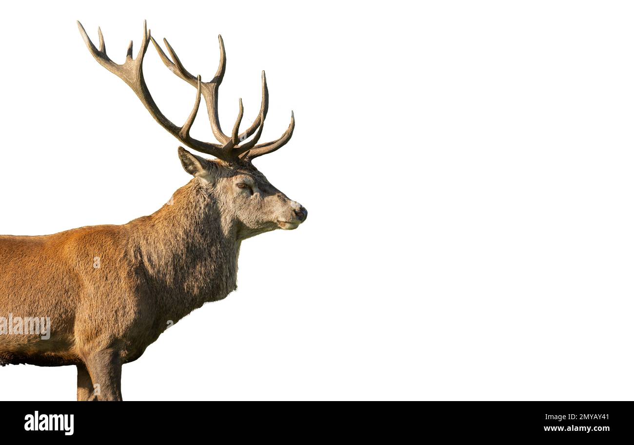 Close-up of a red deer stag en face d'un fond blanc Banque D'Images