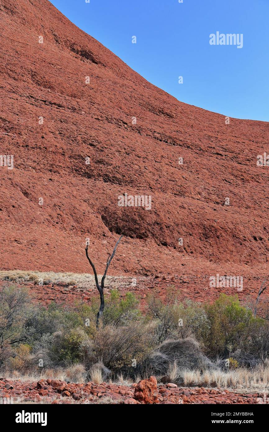 467 Garni de gomme rouge sec et buissons de mulga vert au pied de la butte sud de Walpa gorge-Kata Tjuta. NT-Australie. Banque D'Images