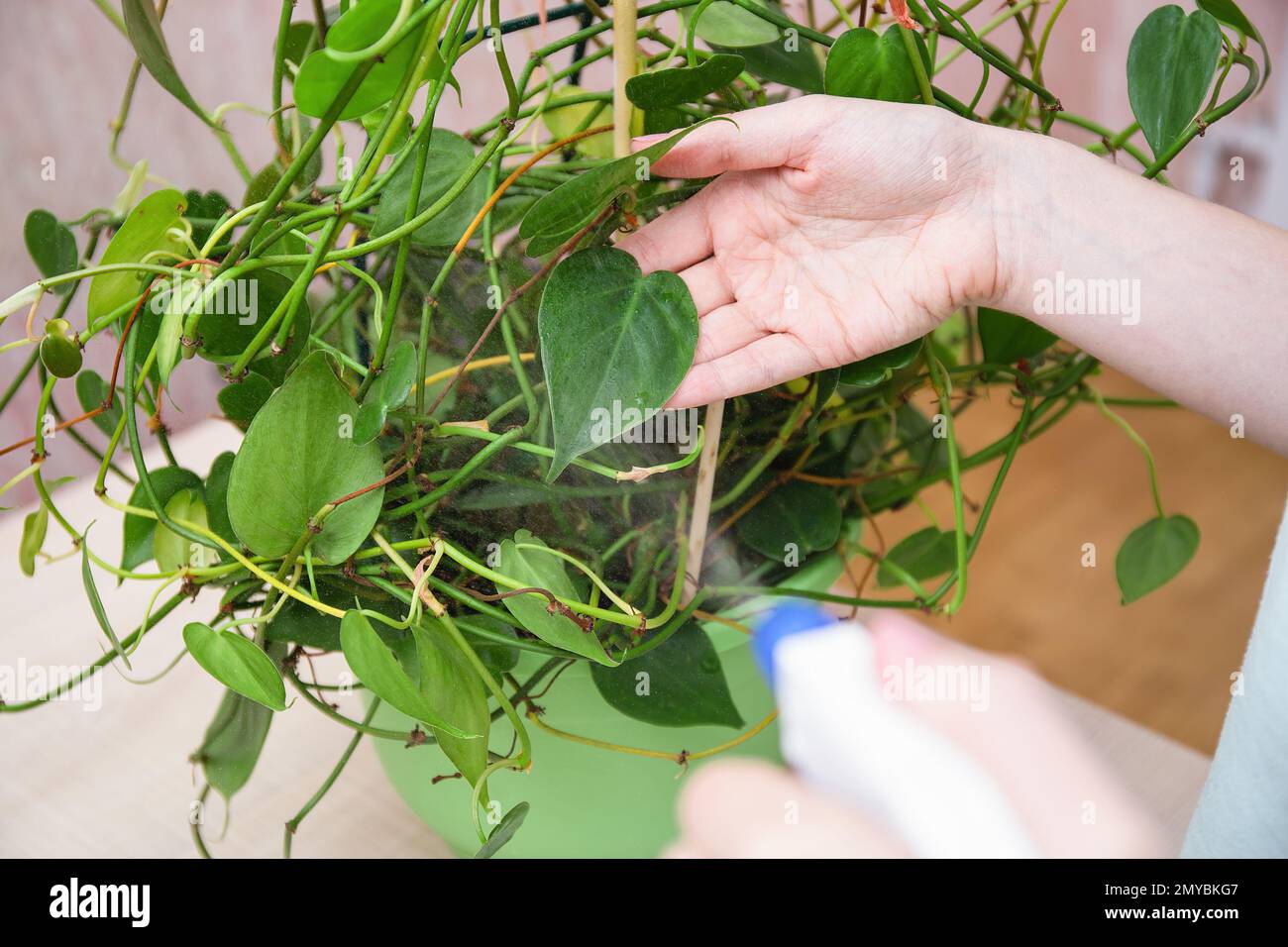 Femme essuie la poussière des feuilles vertes du super-réducteur. Entretien  des plantes d'intérieur, nettoyage doux des feuilles de plantes. Entretien  des plantes, gros plan Photo Stock - Alamy