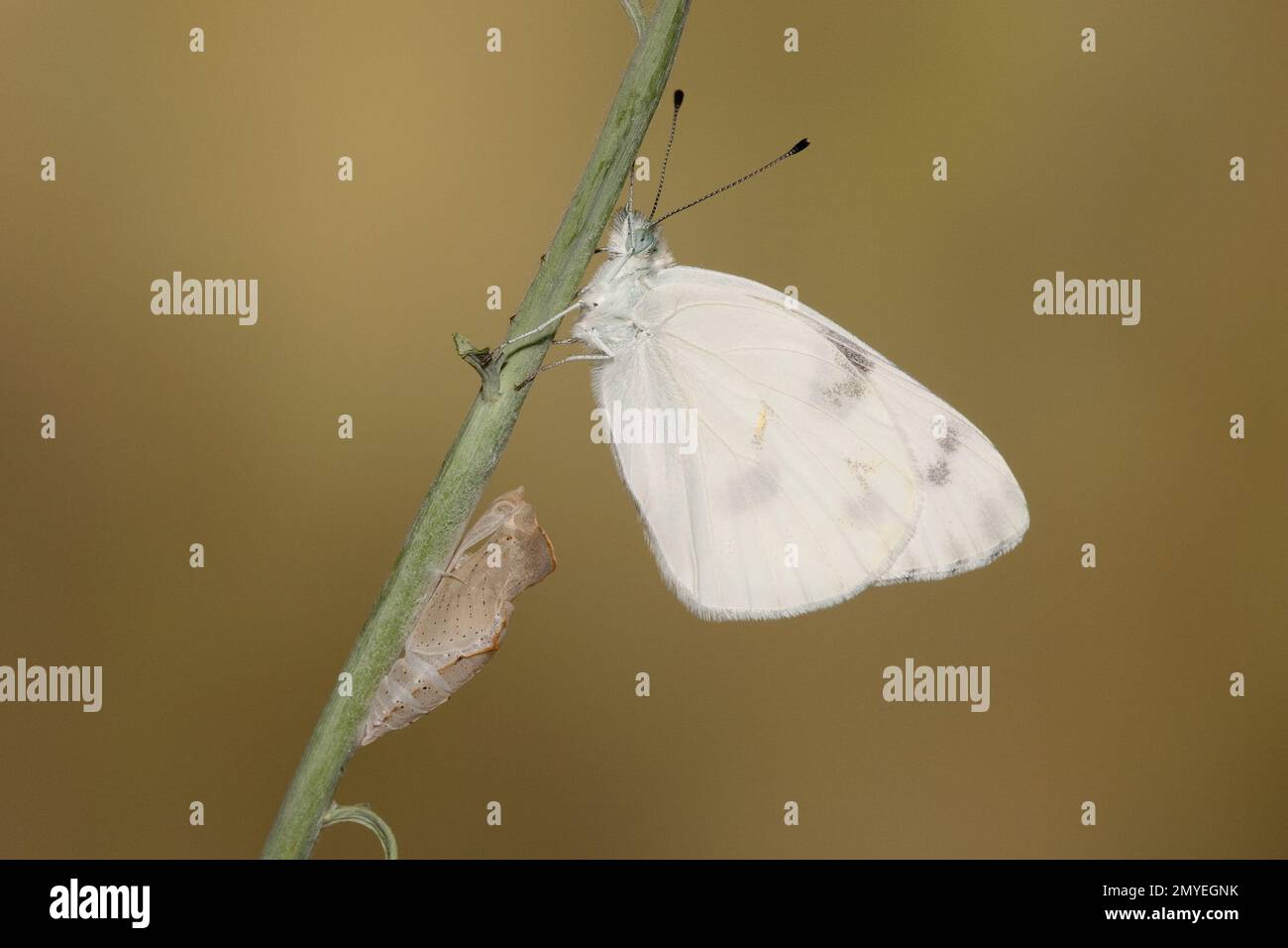 Papillon blanc à damier mâle récemment apparu, Pontia protodice, Pieridae. Élevé de la larve se nourrissant de moutarde sauvage, Schoenocrambe linearifolia. Sa Banque D'Images