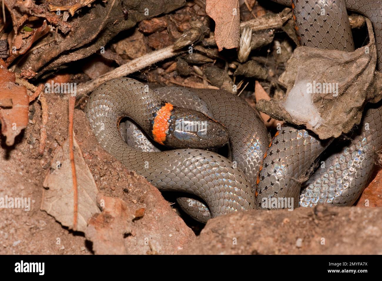 Serpent à col annulaire, Diadophus punctatus. Banque D'Images