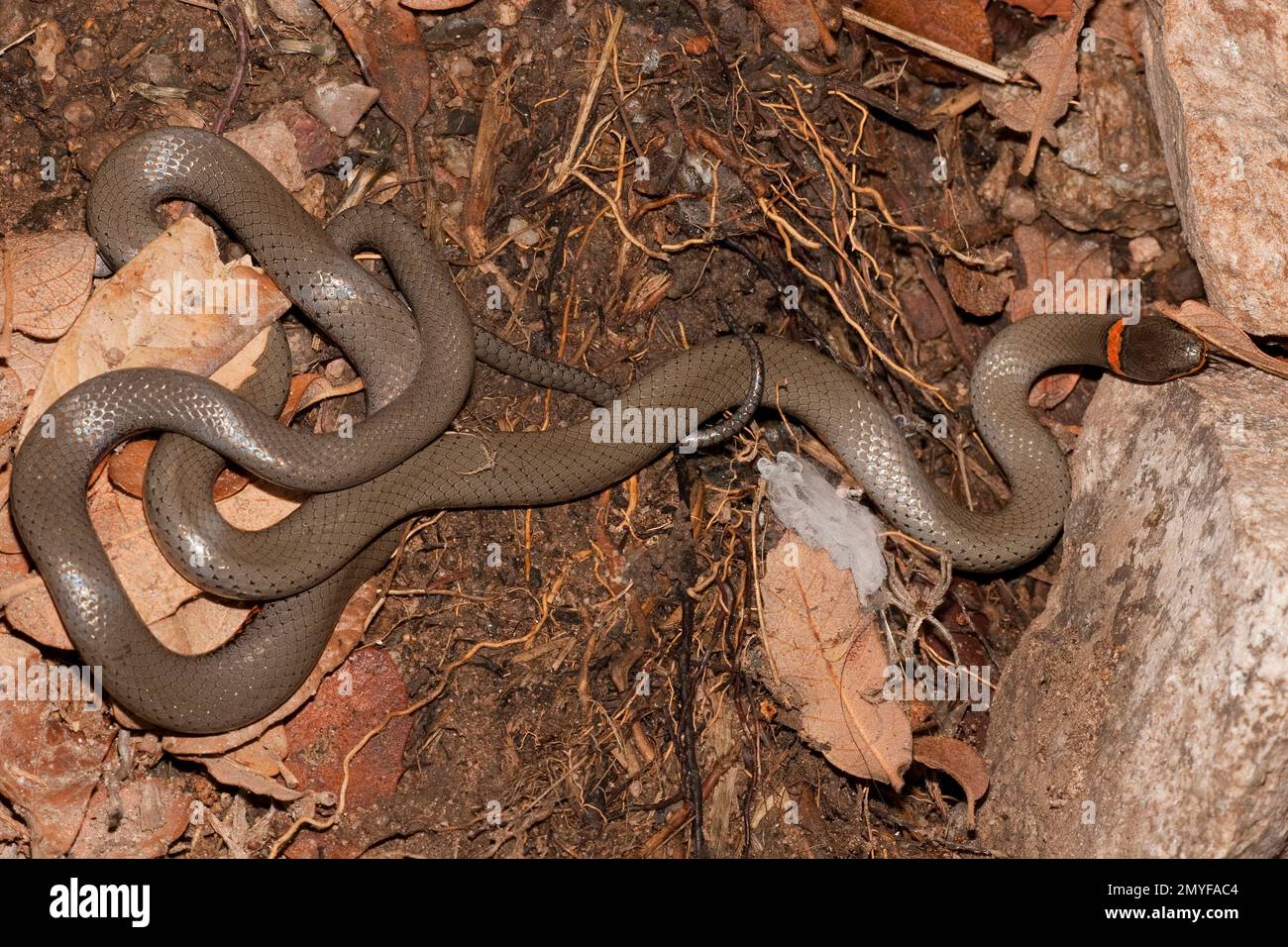 Serpent à col annulaire, Diadophus punctatus. Banque D'Images