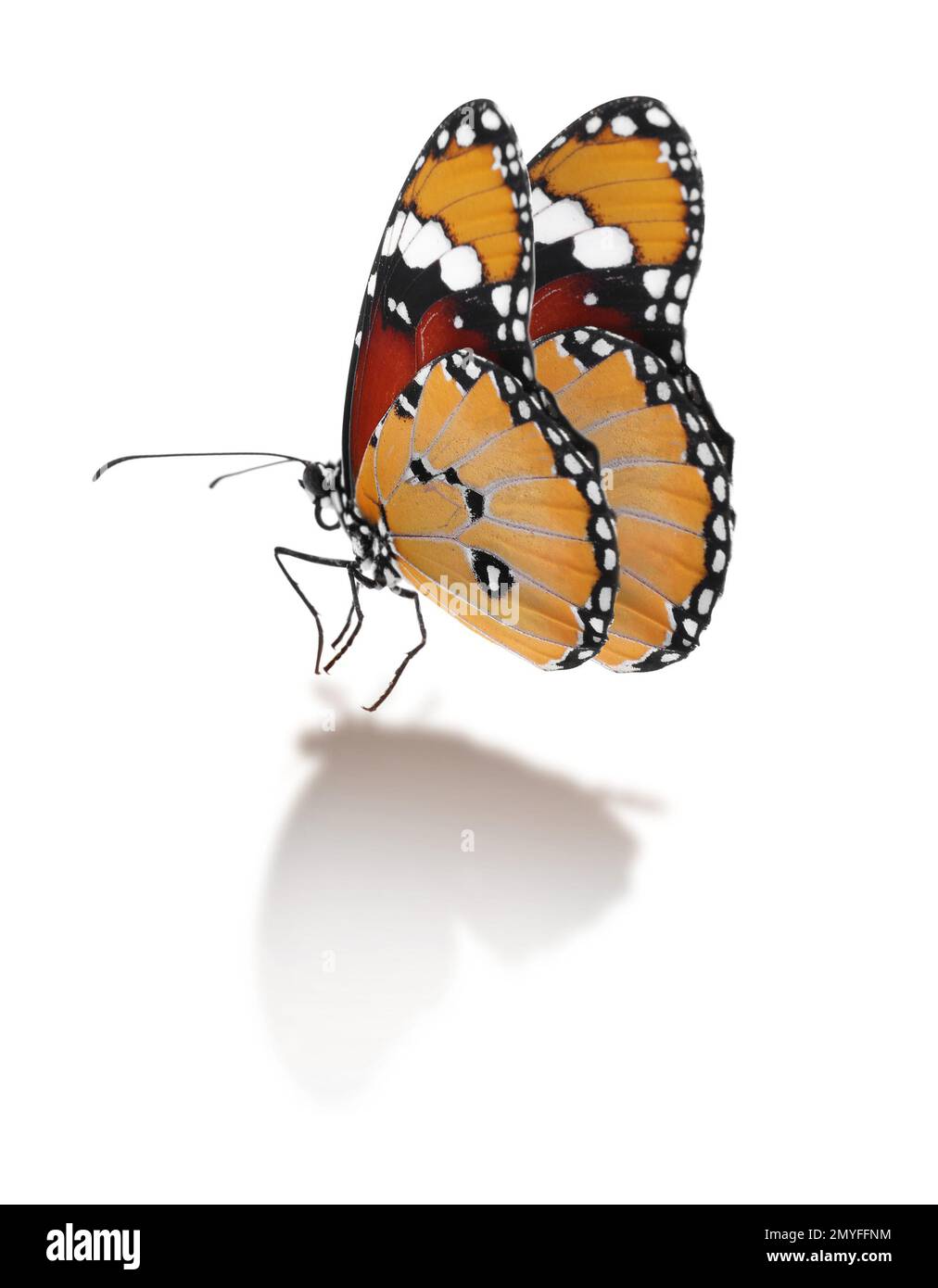 Magnifique papillon tigre Uni sur fond blanc Banque D'Images