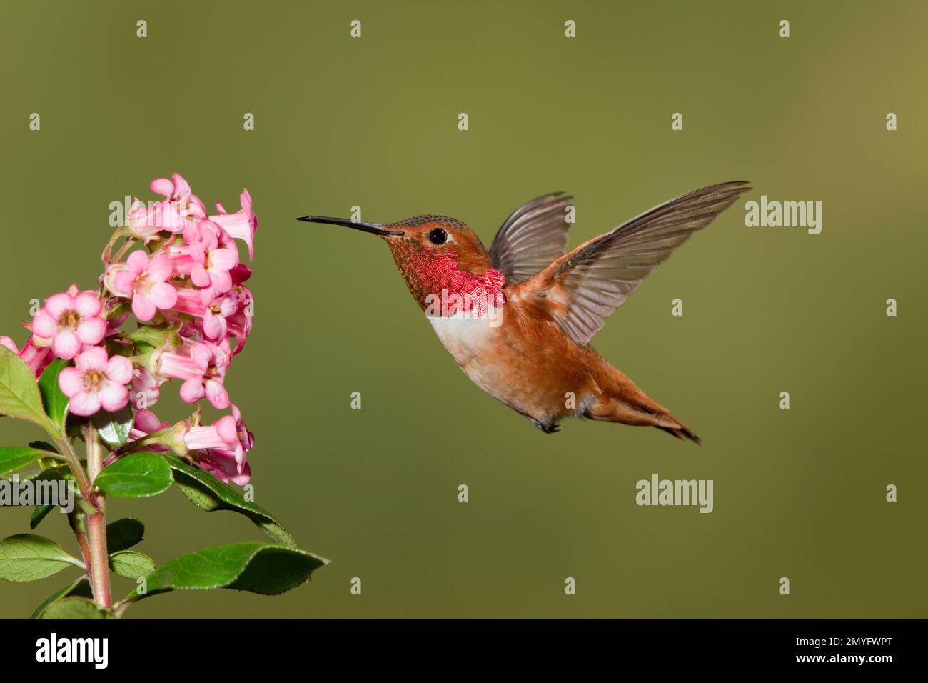 Le mâle de colibri d'Allen, Selasphorus sasin sedentarius, se nourrissant à une fleur non identifiée. Banque D'Images