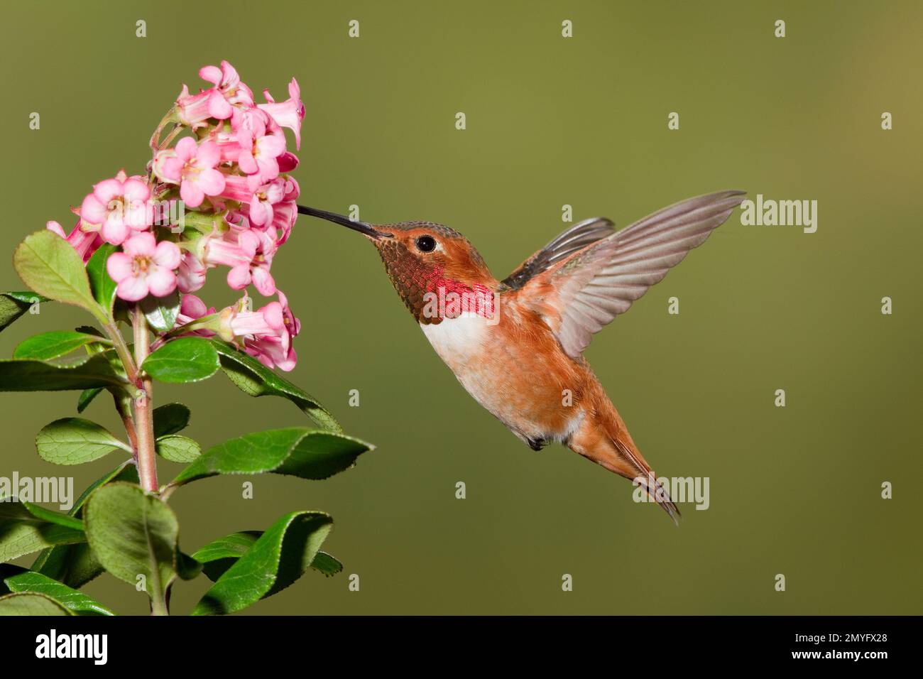 Le mâle de colibri d'Allen, Selasphorus sasin sedentarius, se nourrissant à une fleur non identifiée. Banque D'Images