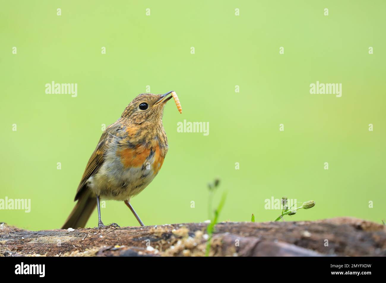 European Robin [ erithacus rubecula ] en log avec mealworm dans son bec / facture et nettoyer hors de focus fond vert Banque D'Images