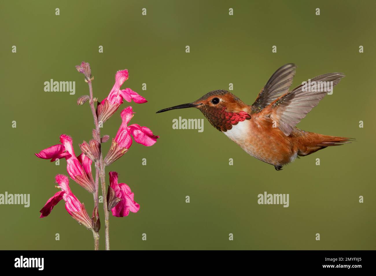 Mâle Hummingbird d'Allen, Sélasphorus sasin sedentarius, se nourrissant à la fleur de Salvia greggii. Banque D'Images