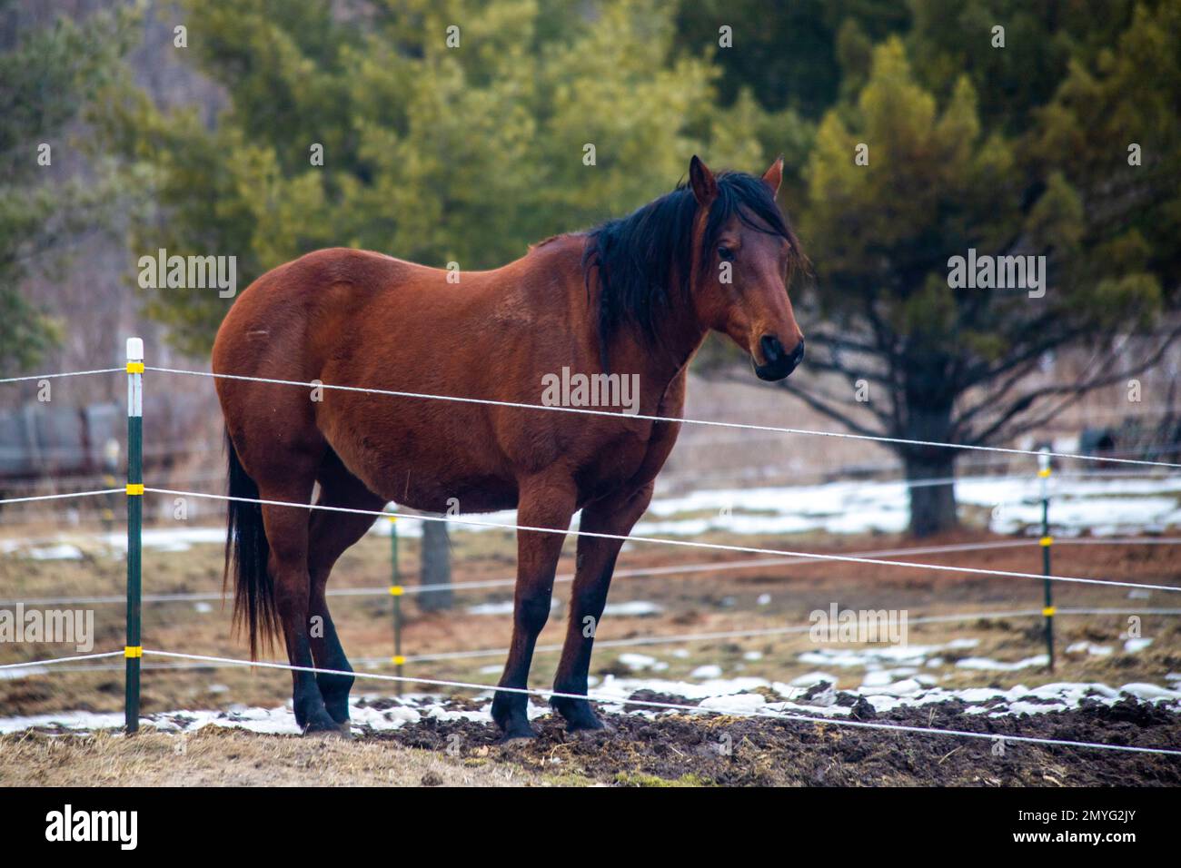 Beau cheval avec une manne noire lors d'une journée d'hiver à St. Croix Falls, Wisconsin, États-Unis. Banque D'Images