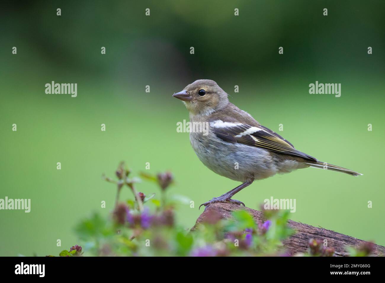 Chaffinch femelle [ Fringilla coelebs ] sur le bois Banque D'Images