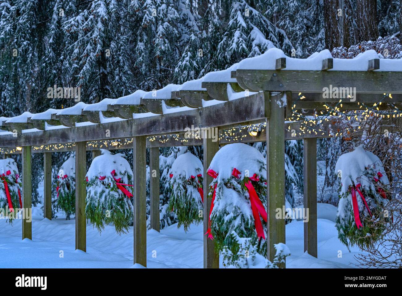 Paniers suspendus de Noël avec rubans rouges et neige, hiver, parc Beacon Hill, Victoria, Colombie-Britannique, Canada Banque D'Images